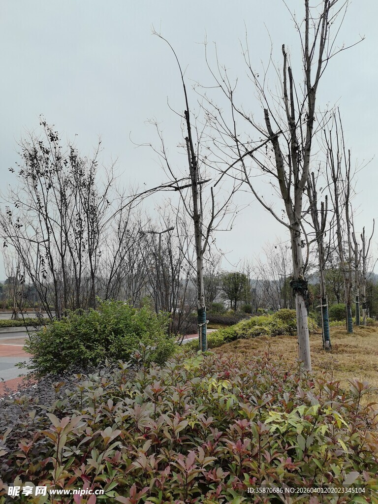 冬日枯树林景观