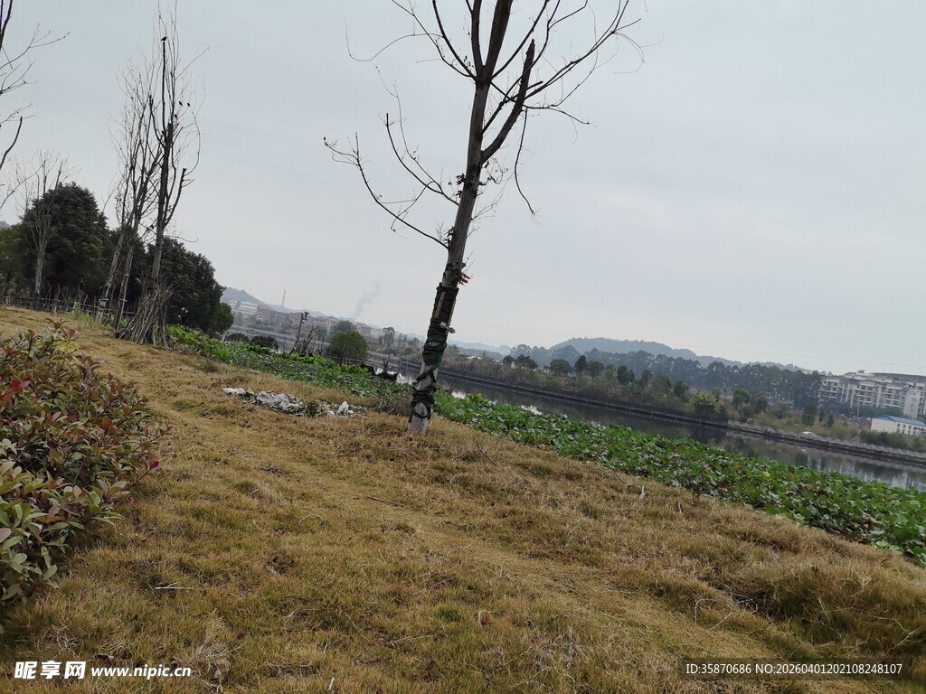郊外空旷田地与光秃树木