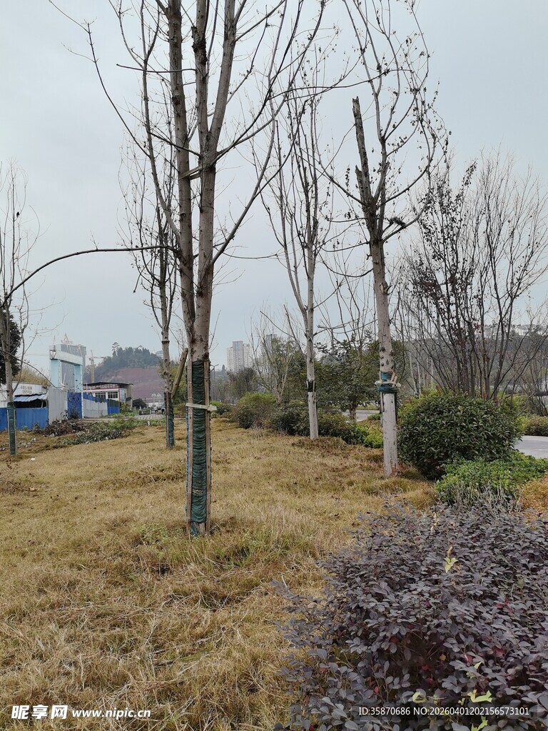 冬日公园枯树景观