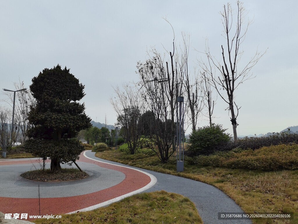 公园景观中的独特造型树木