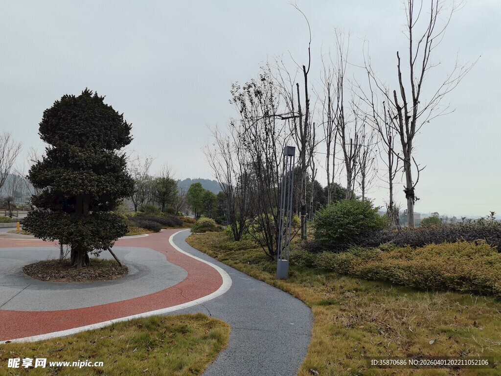 公园蜿蜒小径与景观树