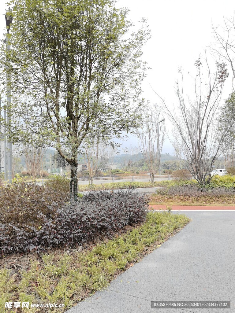 乡村小路旁的树木景观