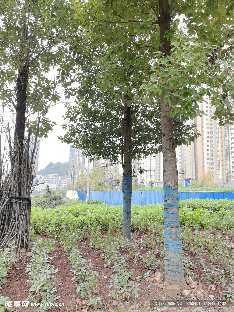 城市中树木与绿植景观