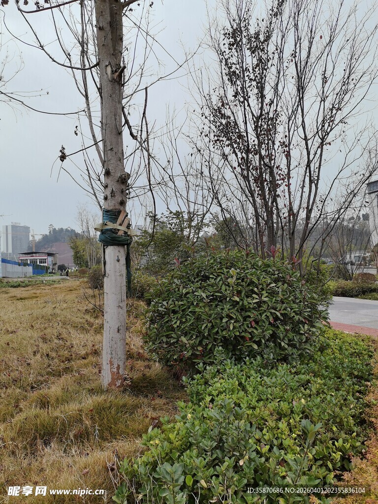 冬日城郊绿化带景观