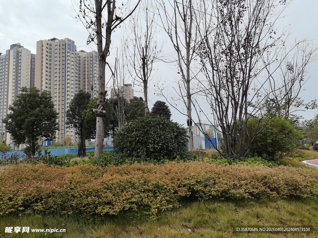 城市中萧瑟的树木与绿植