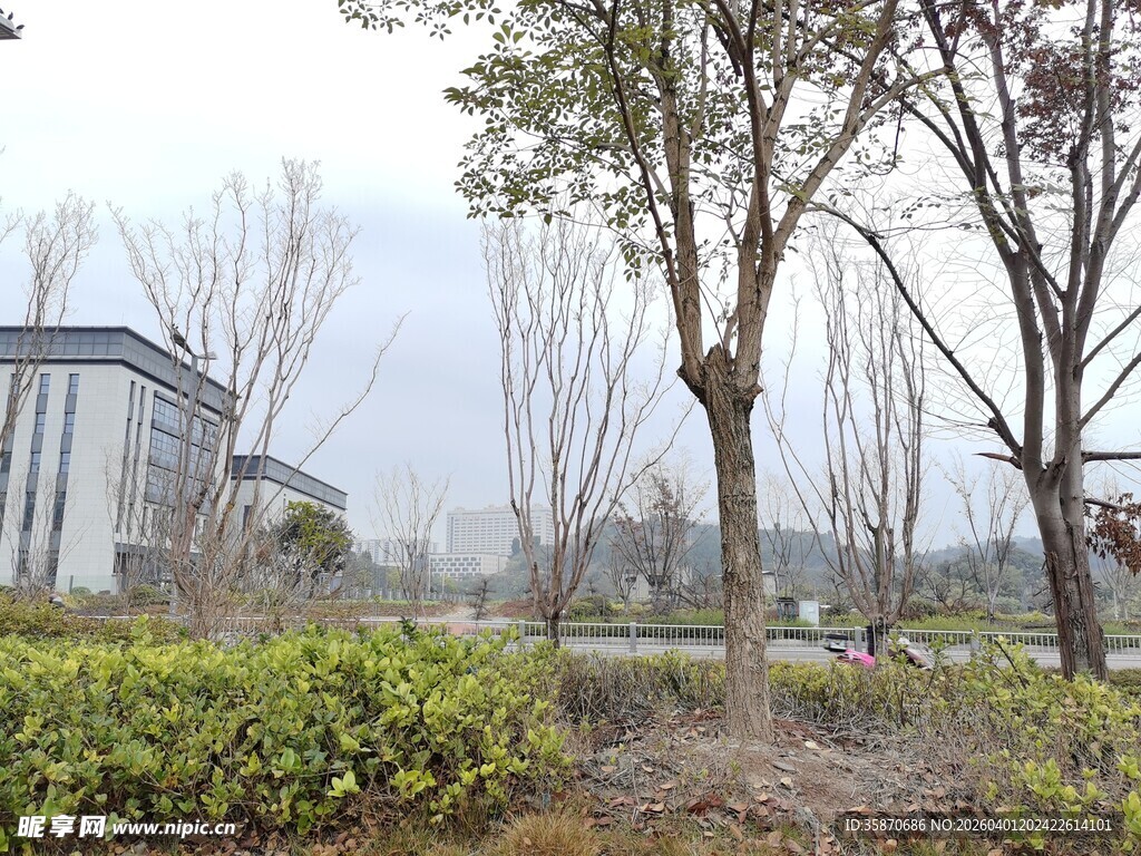 城市中的树木与绿植景观