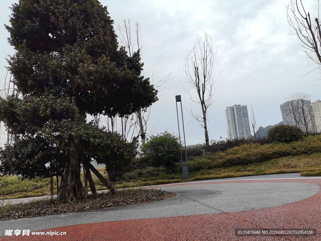城市公园中的绿树与步道