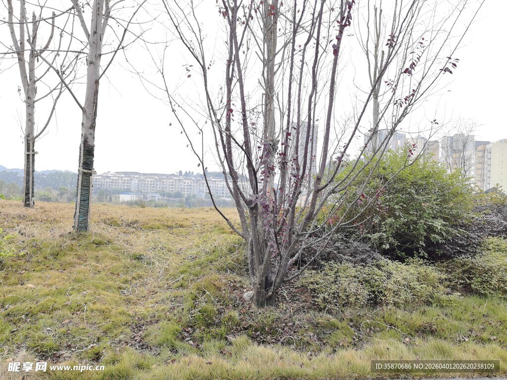 郊外荒野中的稀疏树木