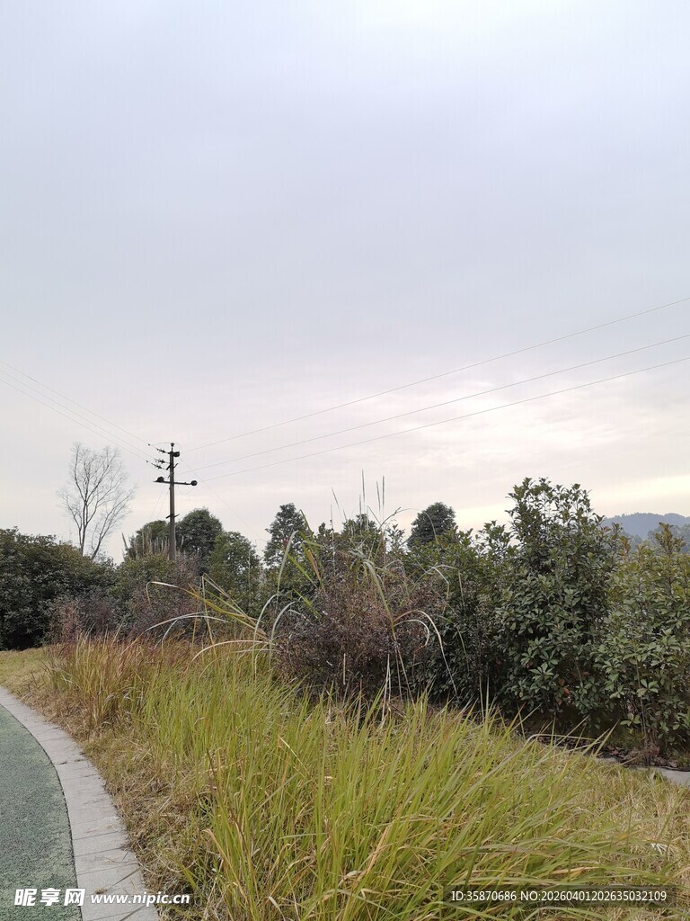 乡间小路旁的葱郁草木