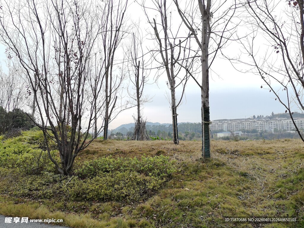 冬日郊野枯树景观