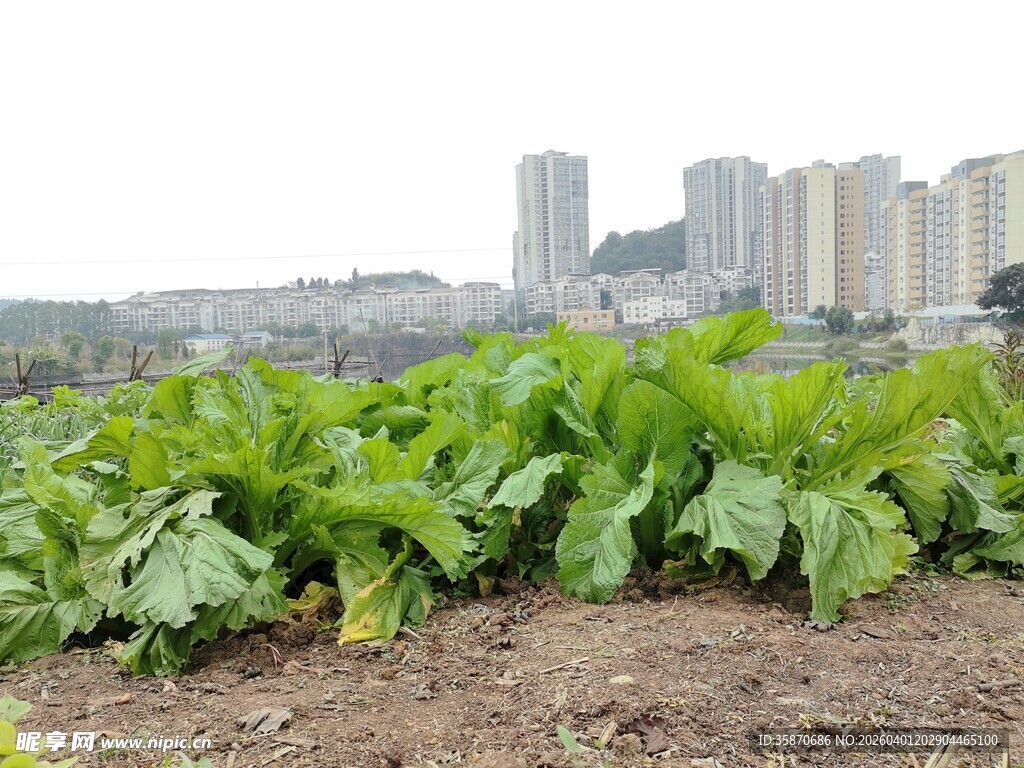 城市边的绿色农田景观