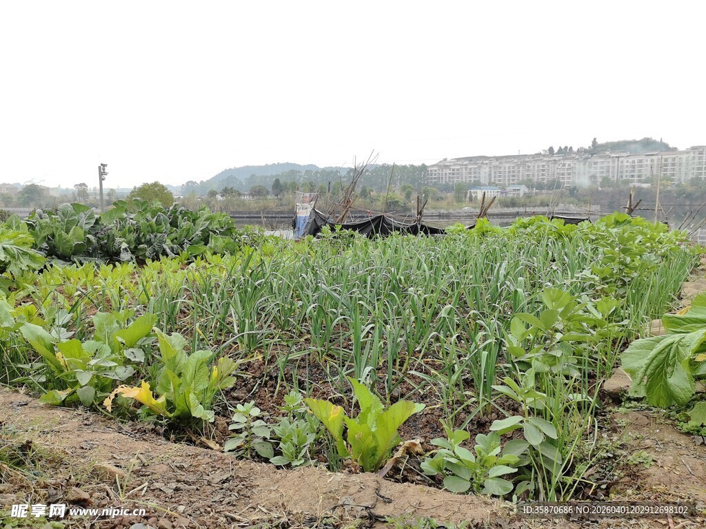 田园蔬菜种植景象