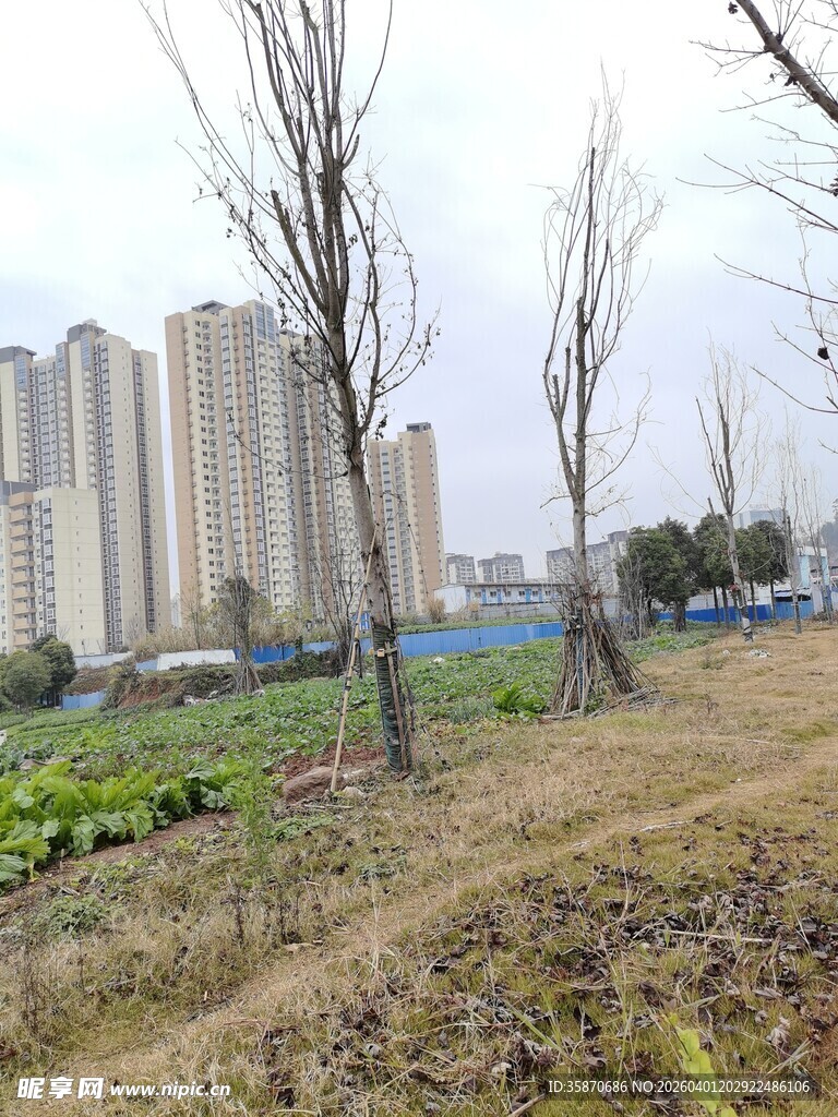 城郊田野与远处高楼景观
