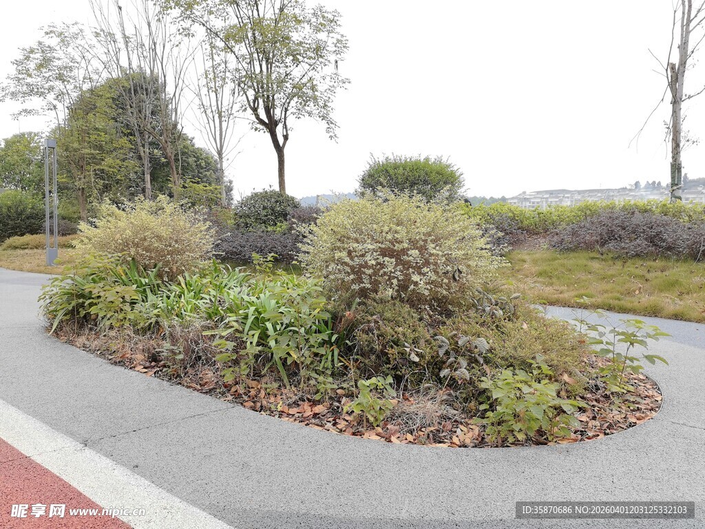 公园中的绿植景观