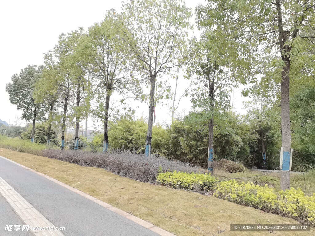 道路旁绿树成荫的景致