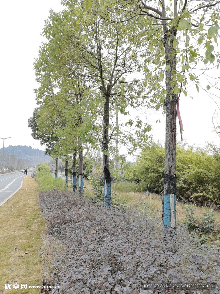 道路旁整齐排列的树木