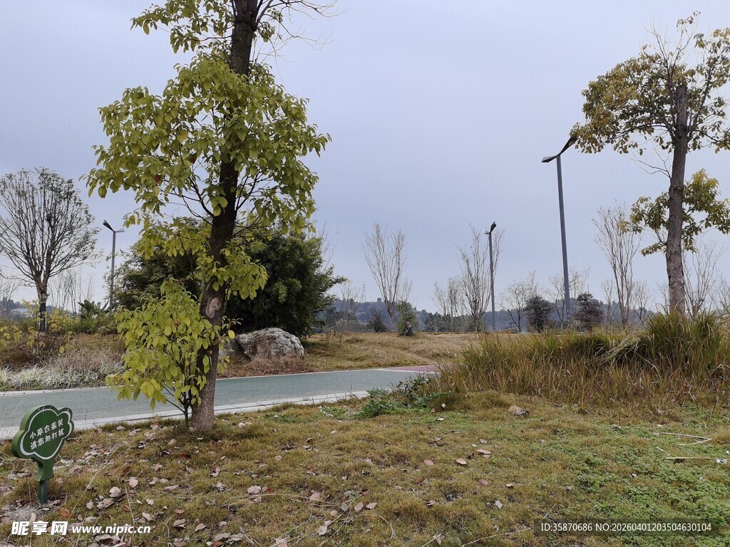 乡村路旁树木与开阔景象