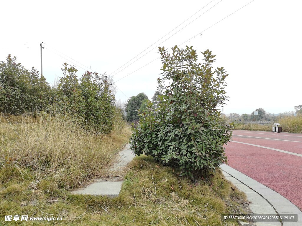 户外路边绿植与小径景观