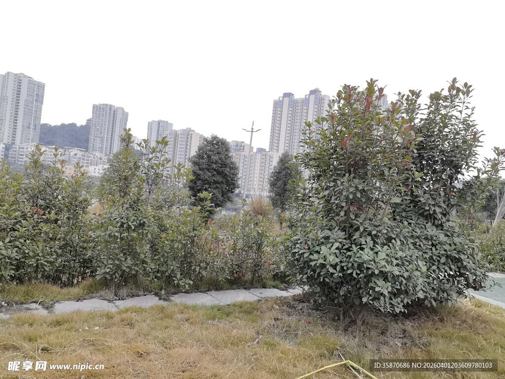 城市中的绿植与高楼景观