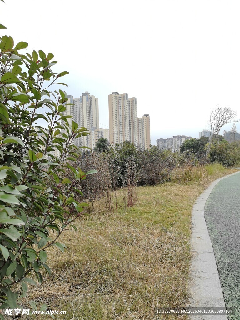城郊小路旁的绿植与高楼
