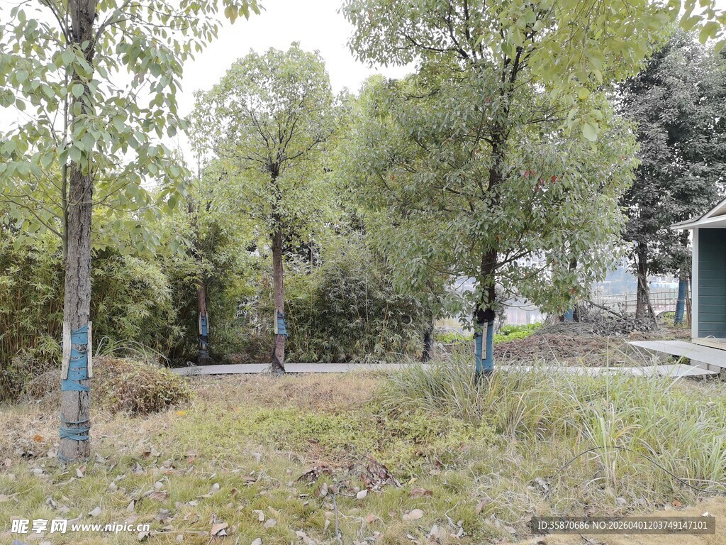 林间小屋旁的静谧树林