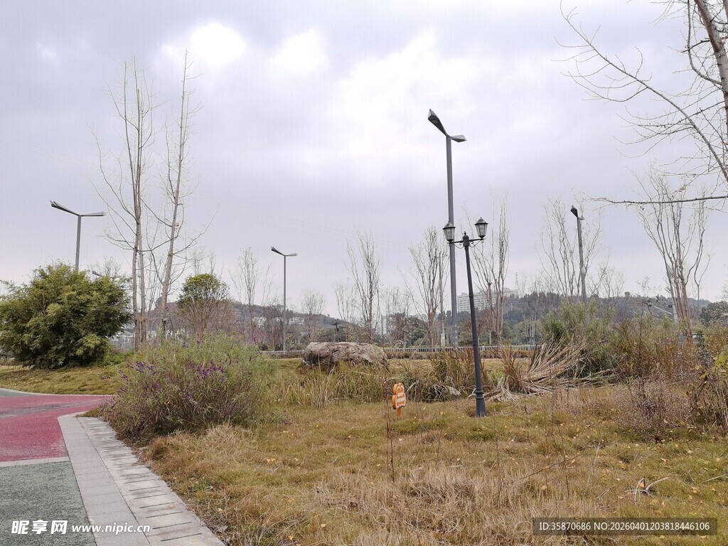 户外道路旁的路灯与植被