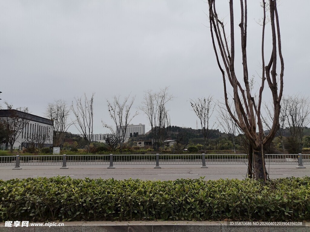 冬日河景旁的绿植与树木
