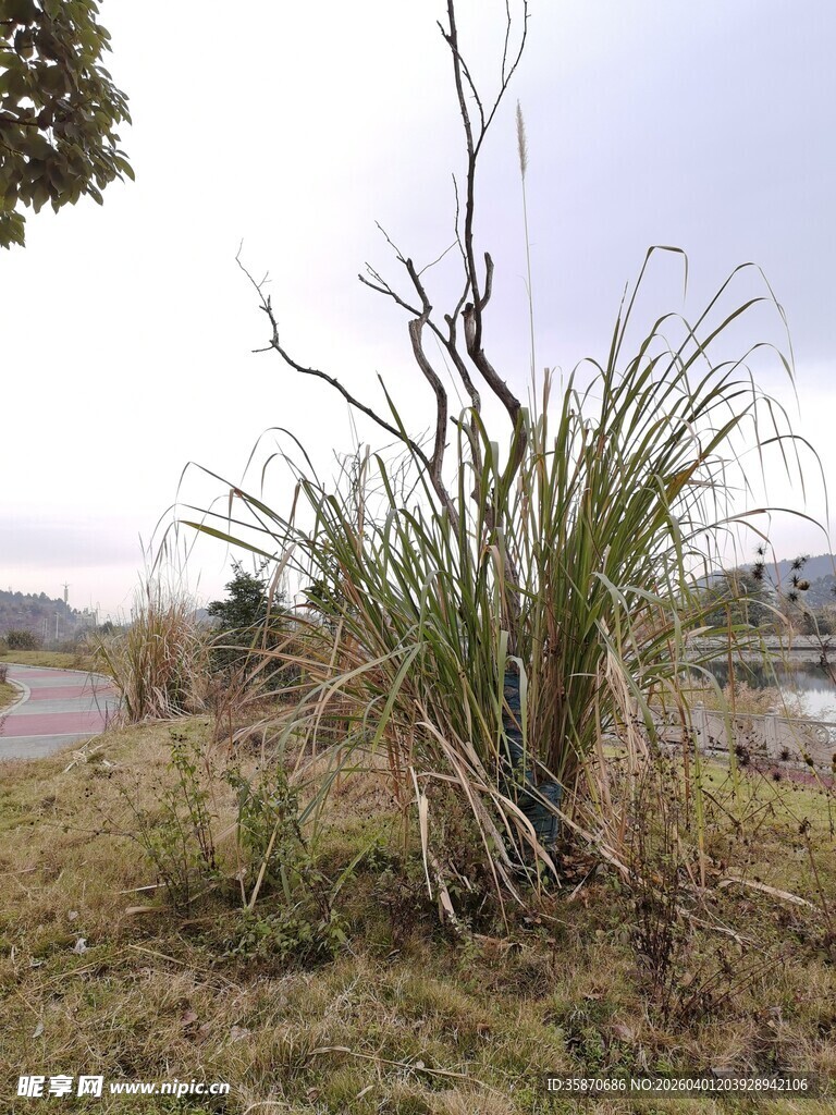 野外生长的高大芦苇植物