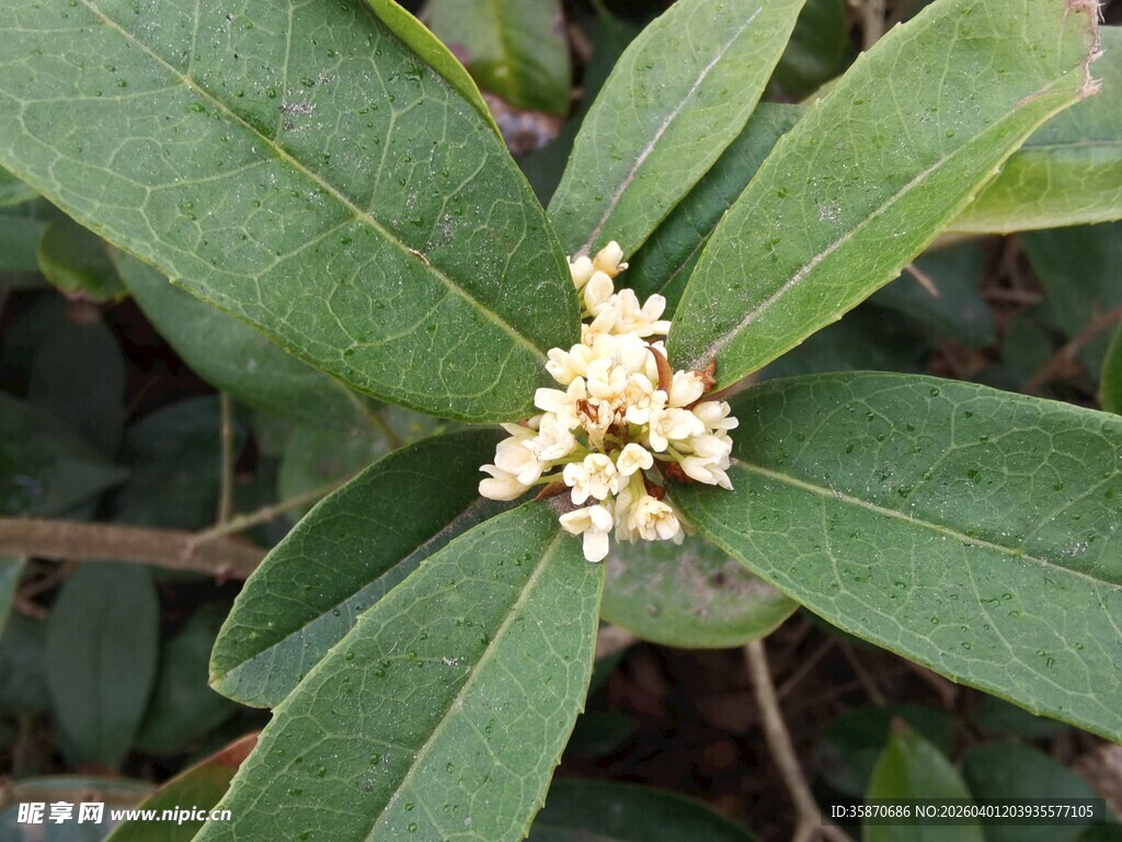 绿叶丛中的白色桂花