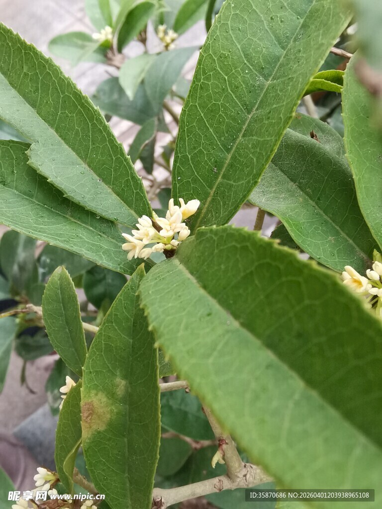 绿叶丛中的素雅桂花