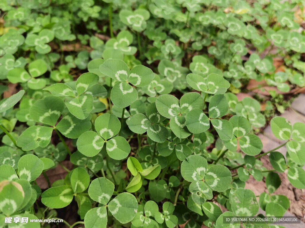 翠绿三叶草植物景观