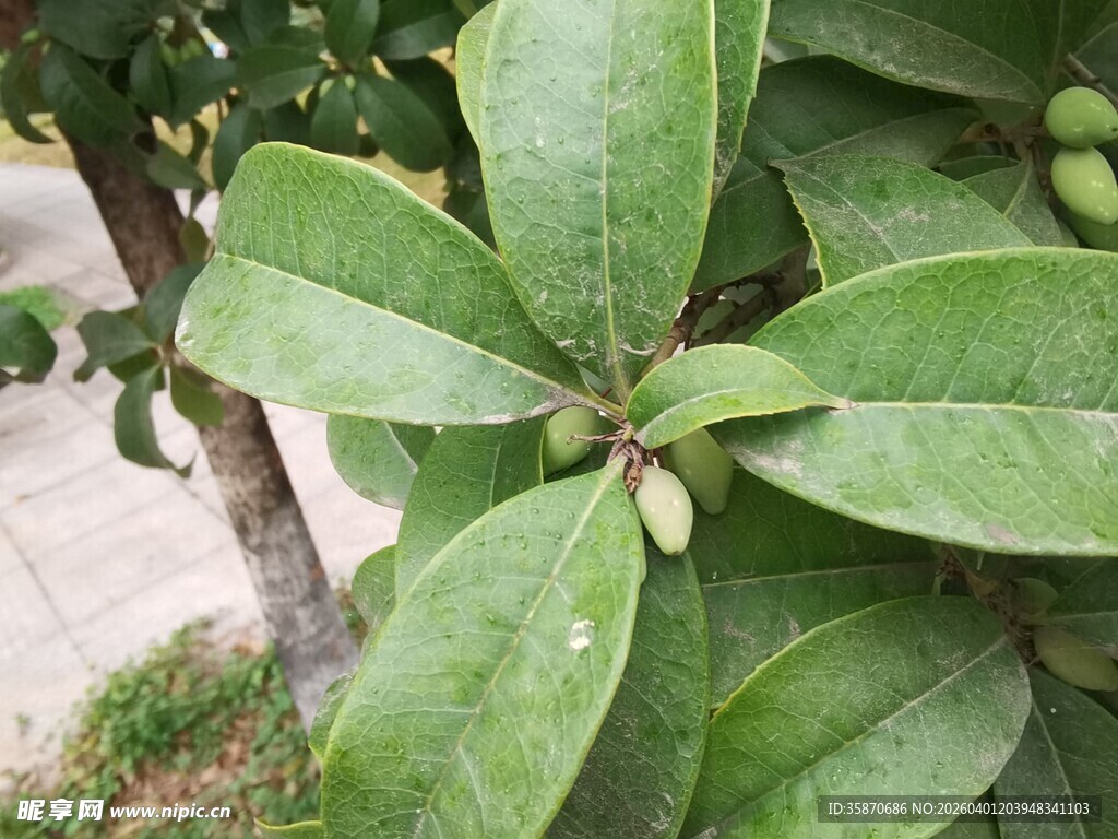 绿叶簇拥的果实植株