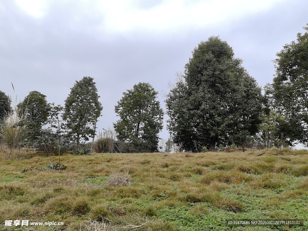 郊外草地旁的茂密树林