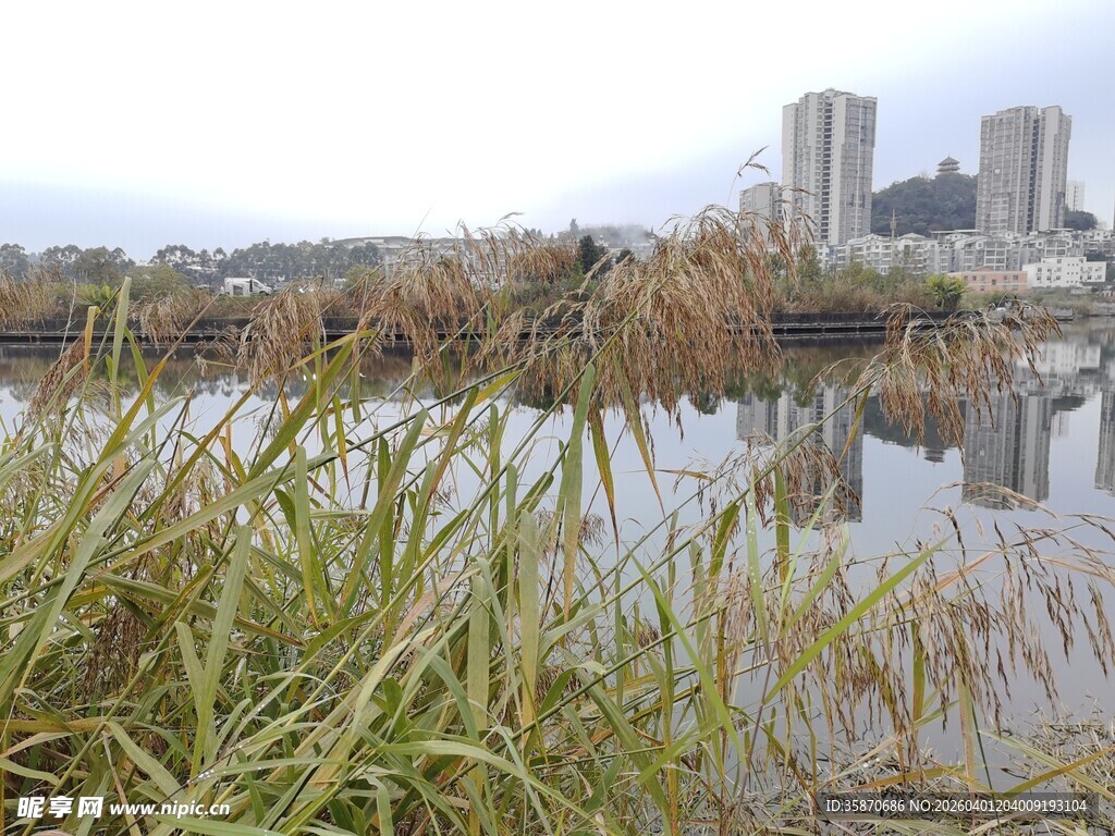 城市边的水边芦苇景观