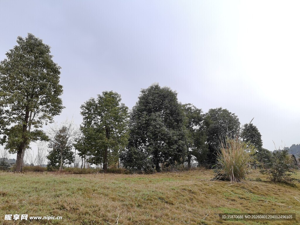 野外草地旁的茂密树林
