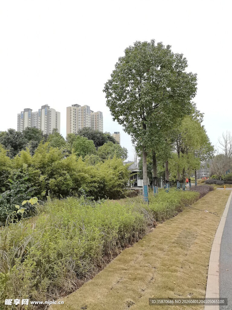 城市中的绿植小径景观