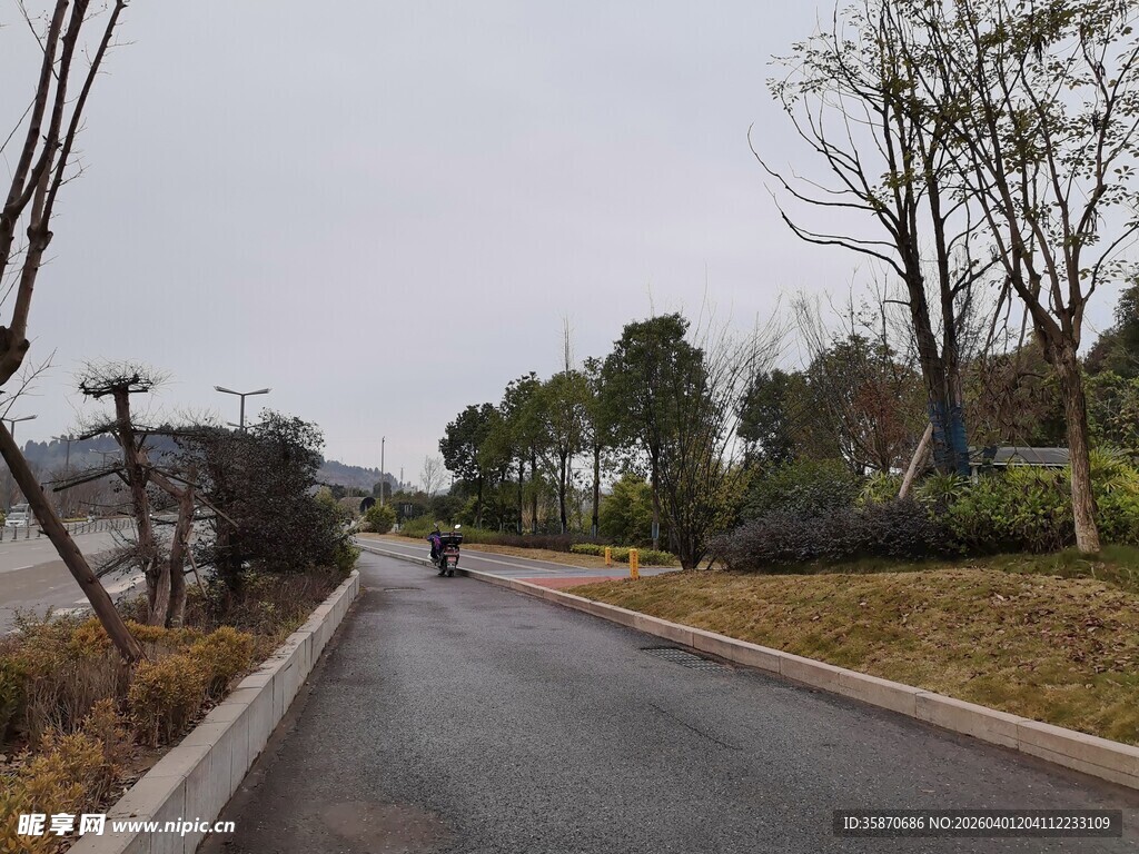 郊外宁静的林荫道路