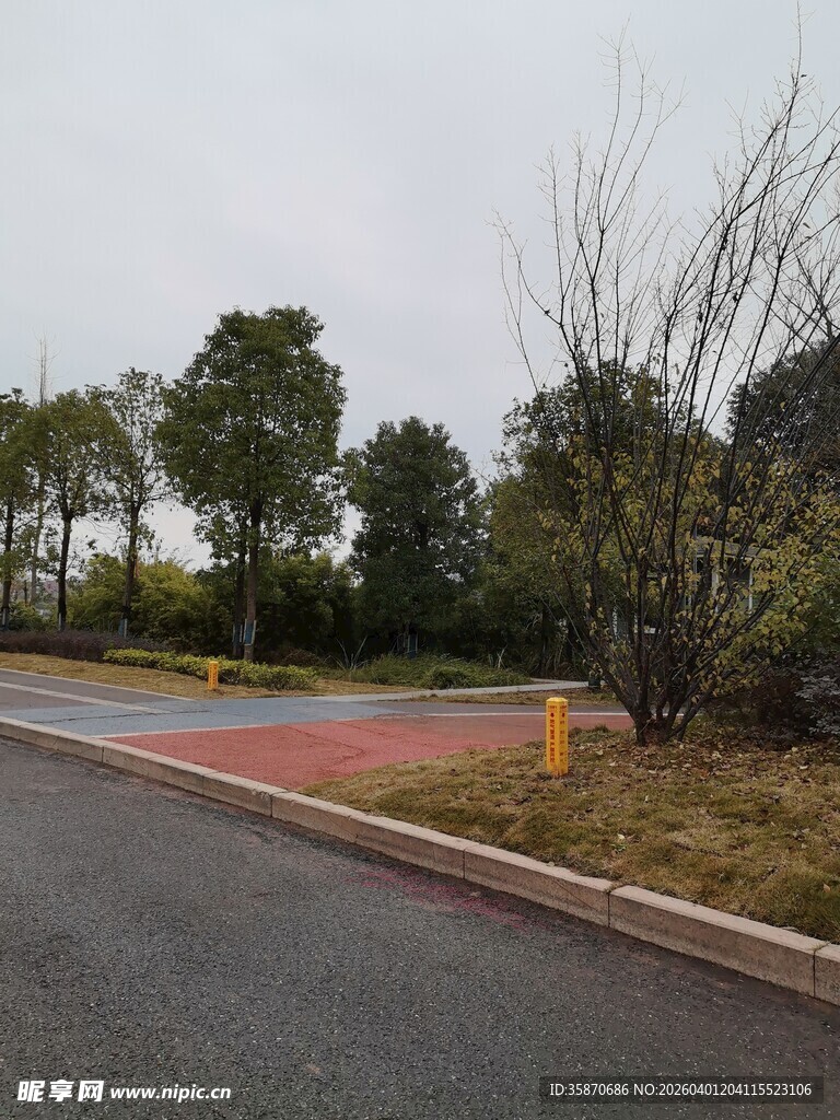 户外道路旁的绿化景致