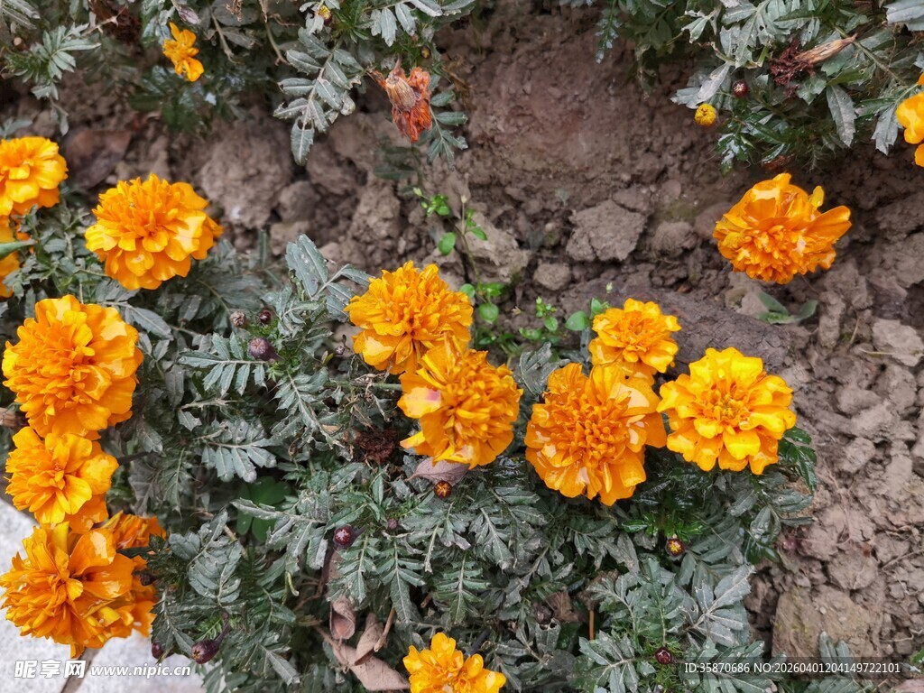 鲜艳橘色万寿菊绽放