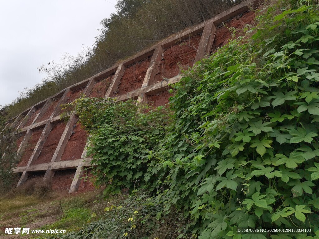 红砖墙上的繁茂绿植