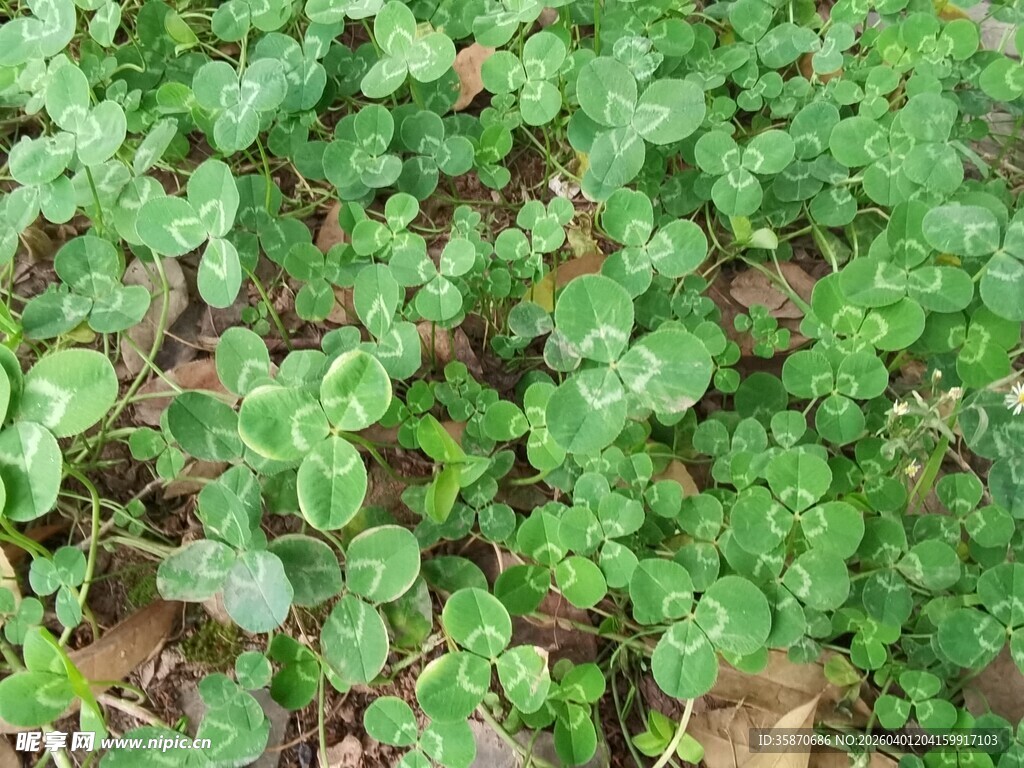 翠绿三叶草铺满地面