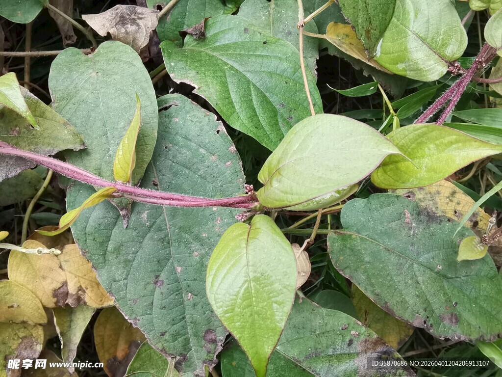 绿叶藤蔓植物特写