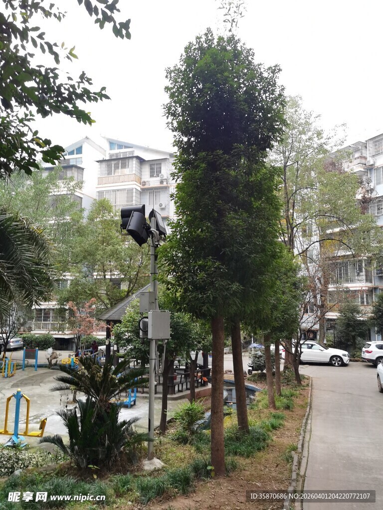 城市街边绿树成荫景象