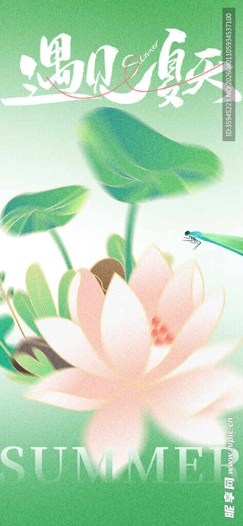 夏日荷花绽放美景