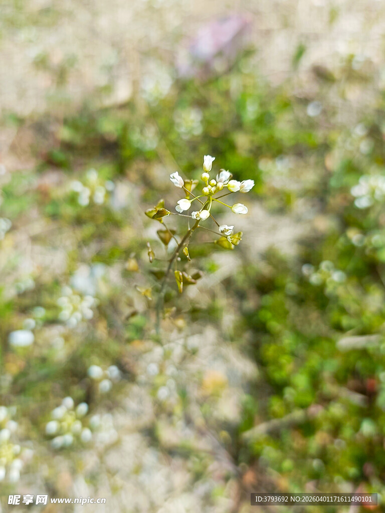 沙地上的白色小花