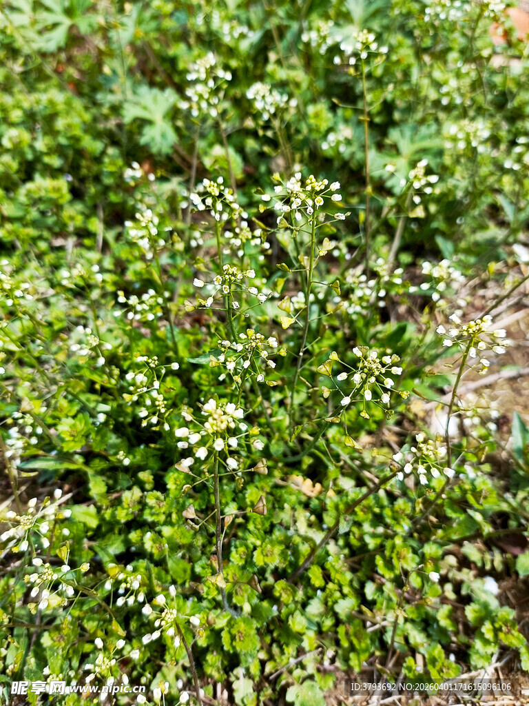 翠绿繁茂的白色小花植株
