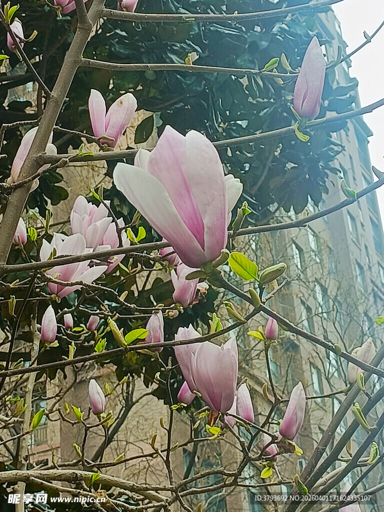 盛开的玉兰花
