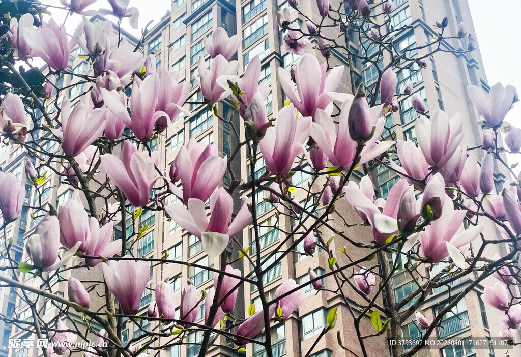 盛开的玉兰花与城市建筑