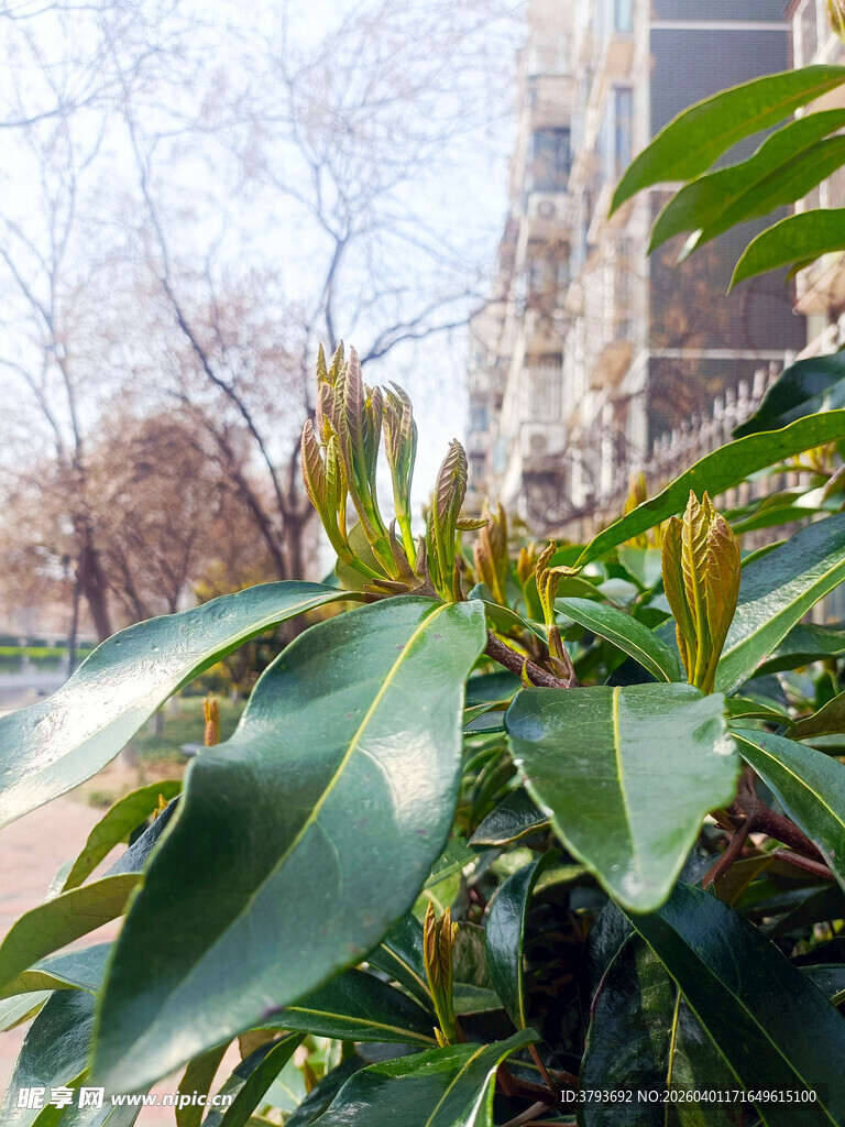 阳光下的翠绿植物叶片