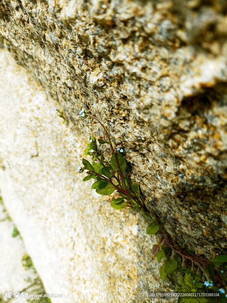 石缝中生长的翠绿植物